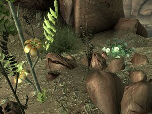 RoP datura root3.jpg