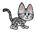 American Shorthair