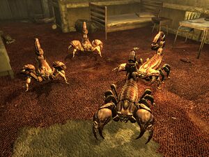 Barkscorpions El Rey Motel.jpg