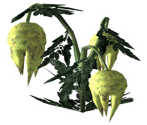 Punga fruit Plant 2.png