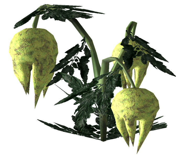 Datei:Punga fruit Plant 2.png