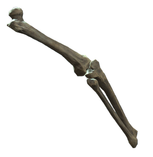 Right leg bones.png