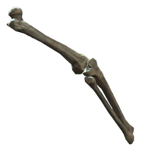 Datei:Right leg bones.png