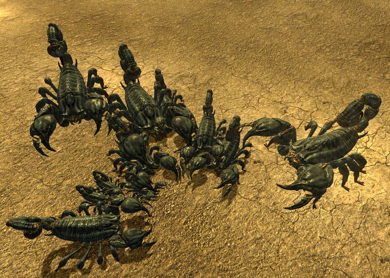 Datei:Scorpions at burrow.jpg