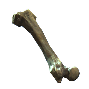 Femur.png