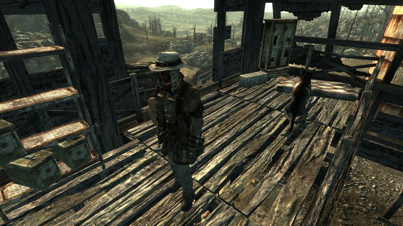 Datei:Scavenger dog.jpg