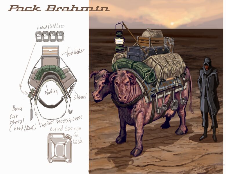 Datei:Brahmin CA1.jpg