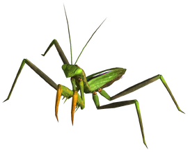Giant mantis.png