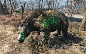 Fo4 glowing yao guai.jpg