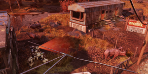 FO76WL The Wayward brahmin.png