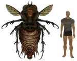 Legendäre Blähfliege - Größe im Vergleich zu einem Menschen