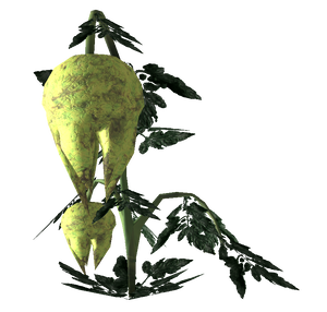 Punga fruit Plant.png