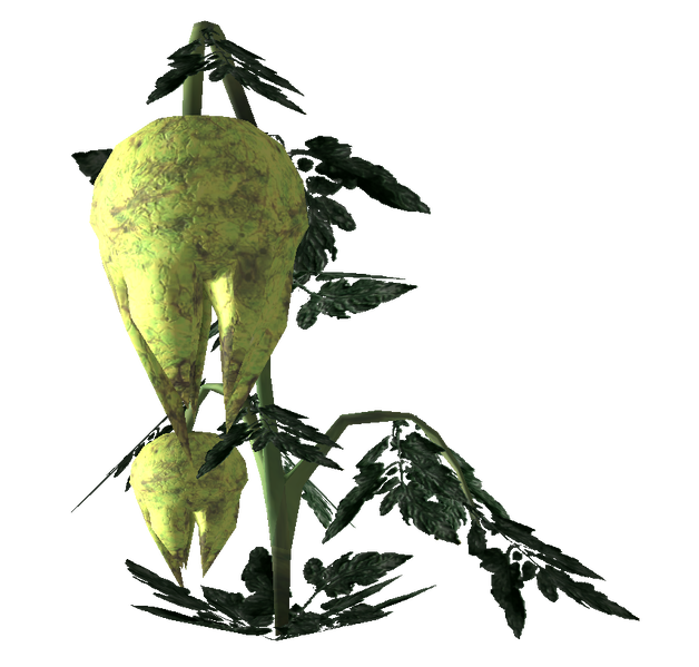 Datei:Punga fruit Plant.png