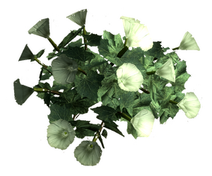 Sacred datura root.png
