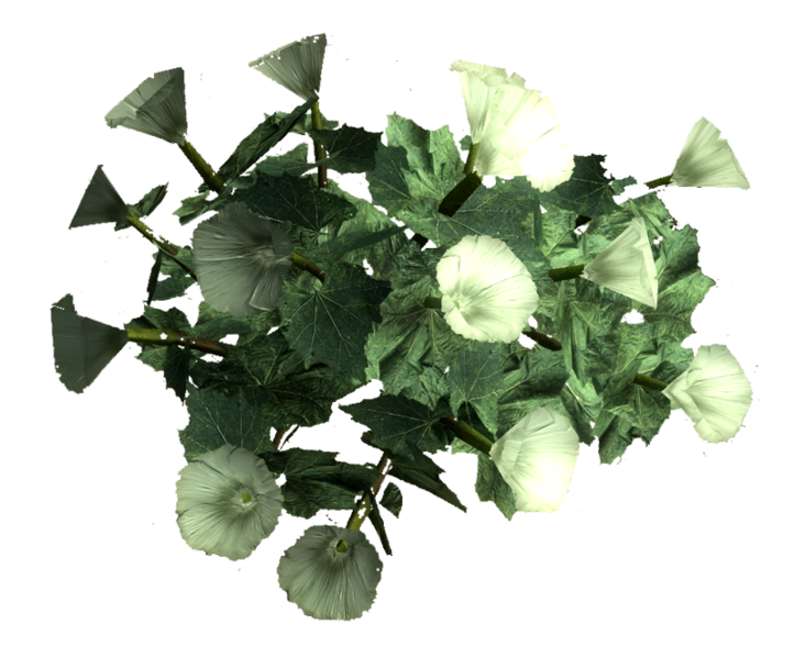 Datei:Sacred datura root.png